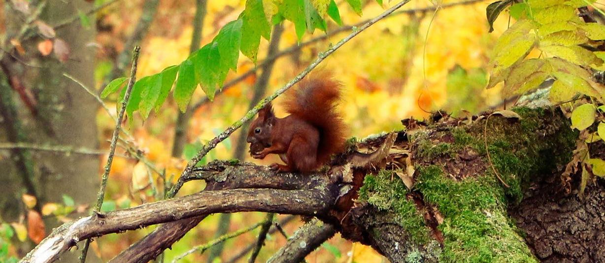 das Eichhörnchen im Łańsk