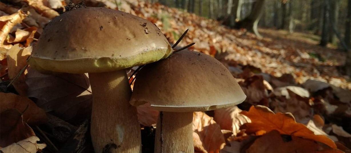 Pilze im Warmianischen Wald