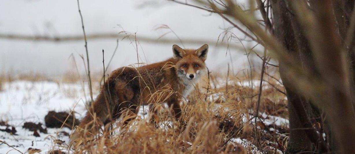 der Fuchs im Winter